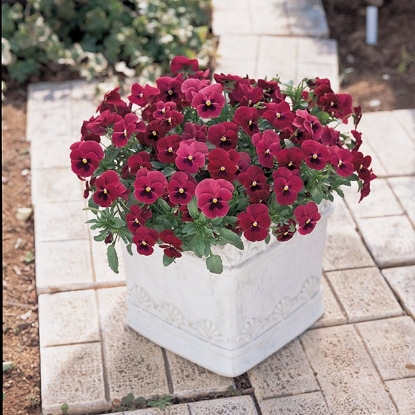 Picture of Viola - Grandissimo Series F1 - Rose With Blotch